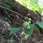 Pyrola picta Hábito