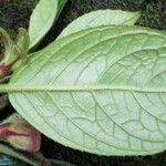 Drymonia alloplectoides Leaf