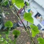 Benincasa hispida Lehti