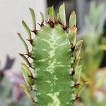 Euphorbia trigona Flor