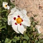 Cistus ladanifer Цветок