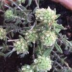 Teucrium dunense Flower