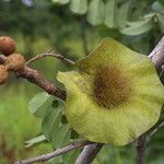 Pterocarpus angolensis Fruto