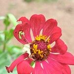 Zinnia elegansFlower