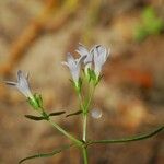 Houstonia longifolia Virág