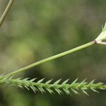 Lagoecia cuminoides Blatt