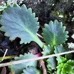 Saxifraga cuneifolia List