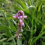 Desmodium intortum Blüte