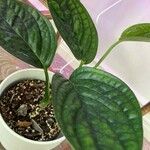 Monstera siltepecana List