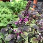 Ocimum kilimandscharicumFlower