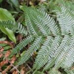 Pteris linearis Leaf
