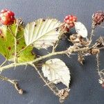 Rubus bracteatus Ffrwyth