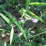 Vicia bithynica Blad