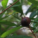 Alibertia edulis Fruit