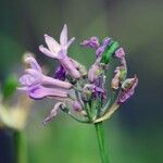 Tulbaghia simmleri Flower