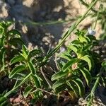 Mentha cervina Feuille