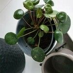 Pilea peperomioidesFlower