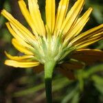 Buphthalmum salicifolium Flor