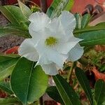 Adenium obesumŽiedas