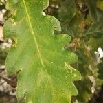 Quercus pubescens Feuille