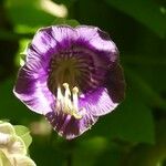 Cobaea scandens Flower