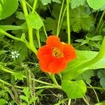 Tropaeolum majusFlower