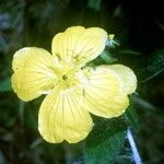 Oenothera pilosella 花