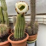 Echinocereus pectinatus Leaf