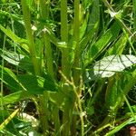Phyteuma betonicifolium Hoja