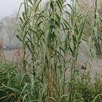 Arundo donax Ліст