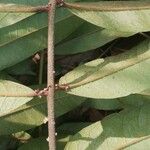 Pachylobus pubescens Leaf