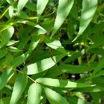 Juglans californica Blad