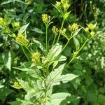 Senecio cacaliaster फूल