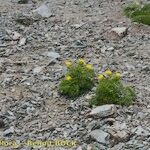 Adonis pyrenaica Habitus