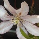 Clematis cirrhosa Цветок