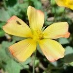 Modiolastrum malvifolium Fleur