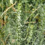 Sideritis montana Fula