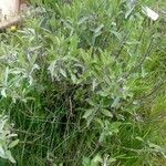 Salvia officinalis 葉