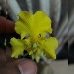 Oncidium altissimumCvet