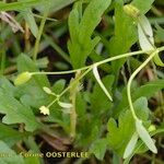 Ranunculus sceleratus Other