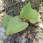 Reynoutria × bohemica Leaf