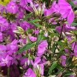 Phlox glaberrima পাতা