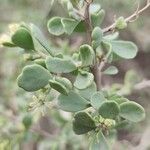 Nitraria retusa Leaf