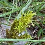 Ferula glauca Foglia