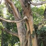 Ficus altissima Bark