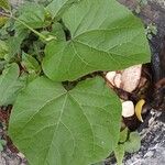 Vigna unguiculata Leaf