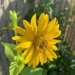 Silphium integrifoliumপাতা