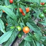 Solanum pseudocapsicum Fruit