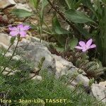 Erodium rodiei Облик