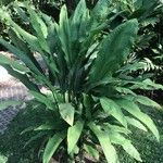 Cyclanthus bipartitus عادت